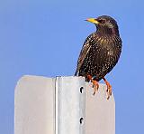 Starling On A Sign_52987